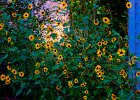 sunflower garden6-2